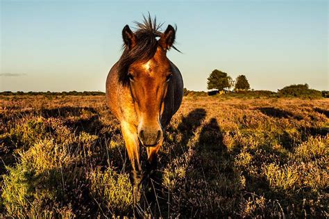 wildly new forest